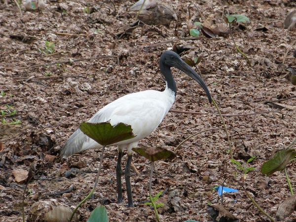 006. ibis à tête noire - Anuradhapura - Sri Lanka