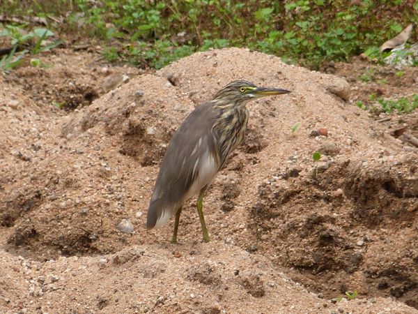 007. crabier de Gray - Anuradhapura - Sri Lanka