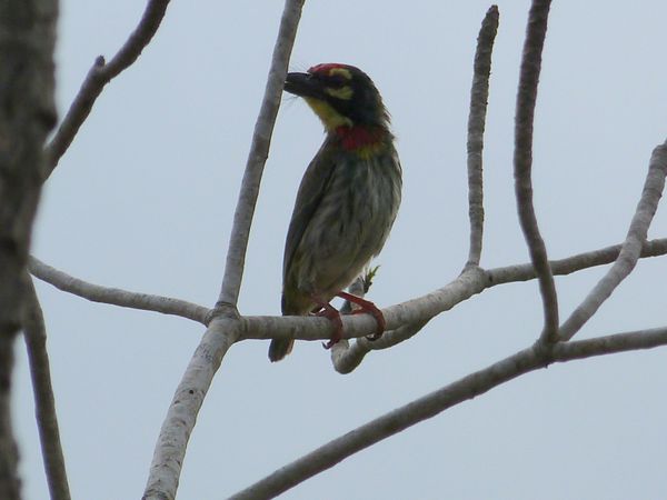 053. barbu à plastron rouge - Anuradhapura - Sri Lanka