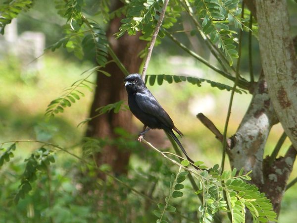 078. drongo royal - Anuradhapura - Sri Lanka