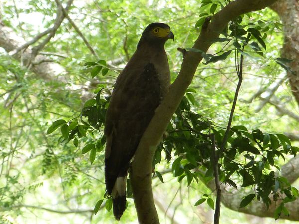 080. serpentaire bacha - Anuradhapura - Sri Lanka