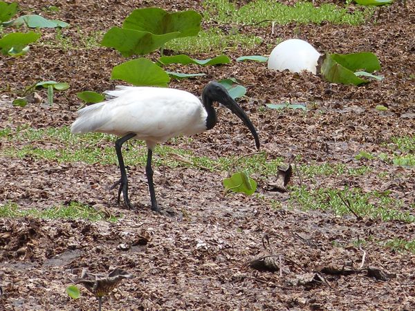 088. ibis à tête noire - Anuradhapura - Sri Lanka