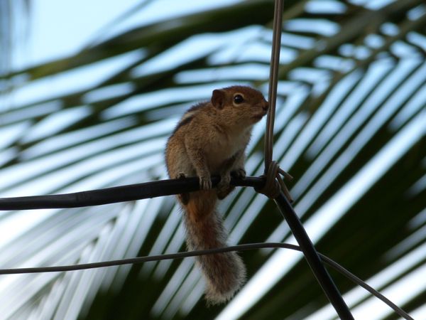 105. écureuil palmiste - Sigiriya - Sri Lanka