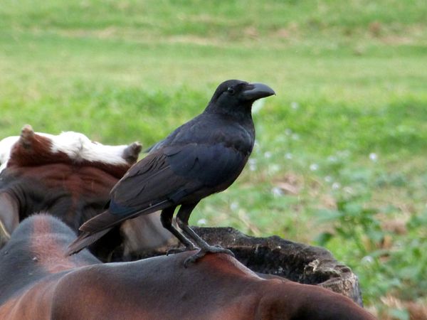 166. corbeau à gros bec - Polonnaruwa - Sri Lanka