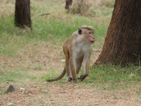 180. macaque à toque - Polonnaruwa - Sri Lanka