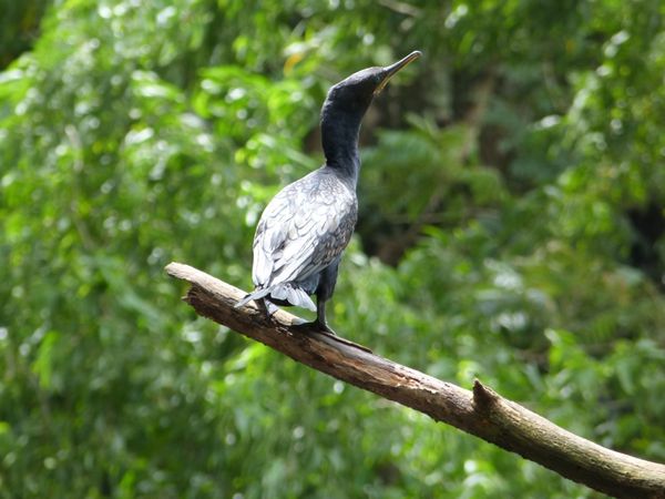 224. cormoran à cou brun - Kandy - Sri Lanka