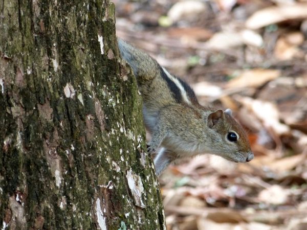 283. écureuil palmiste - Ella - Sri Lanka