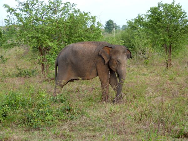 319. éléphant d'Asie - Uda Walawe - Sri Lanka