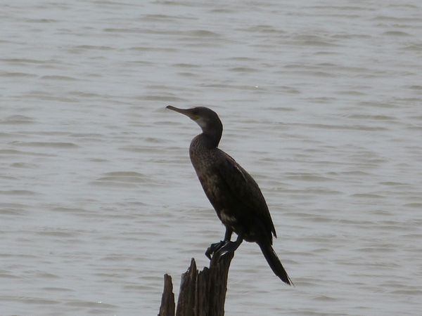 336. cormoran à cou brun - Uda Walawe - Sri Lanka