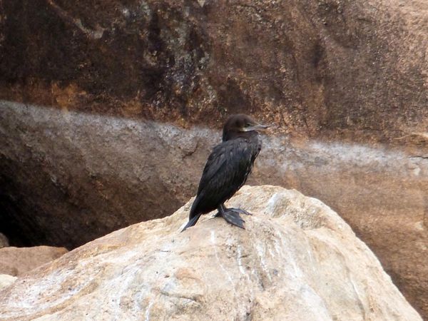 372. cormoran de Vieillot - Kirinda - Sri Lanka