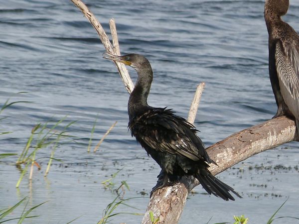 411. cormoran à cou brun - Bundala - Sri Lanka