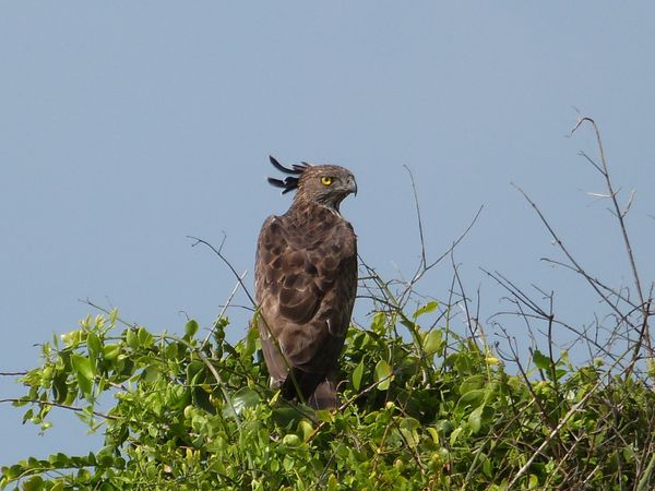 428. aigle huppé - Bundala - Sri Lanka