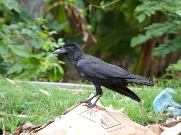 464. corbeau à gros bec - Matara - Sri Lanka