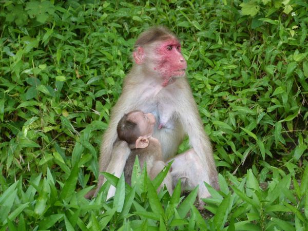 590. macaque rhésus - mumbai - Inde