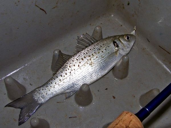 bar-mouchet-.jpg