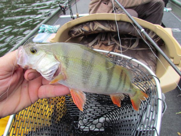 peche panneciere 180611 027