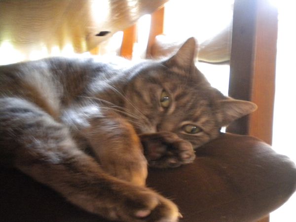 Babouche4