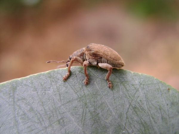 Gorgojo
