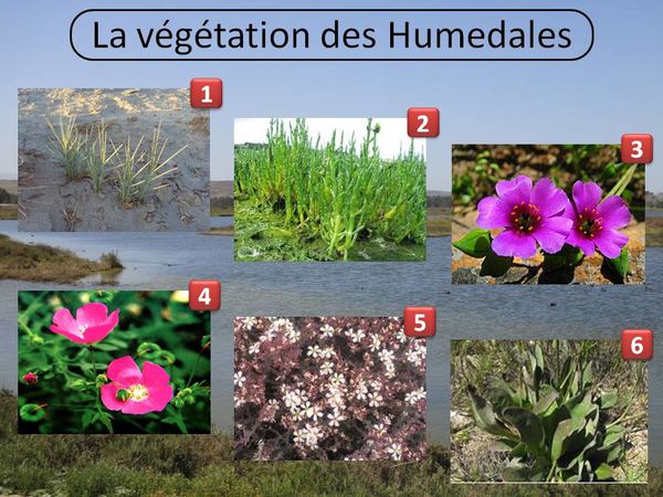 La végétation des Humedales