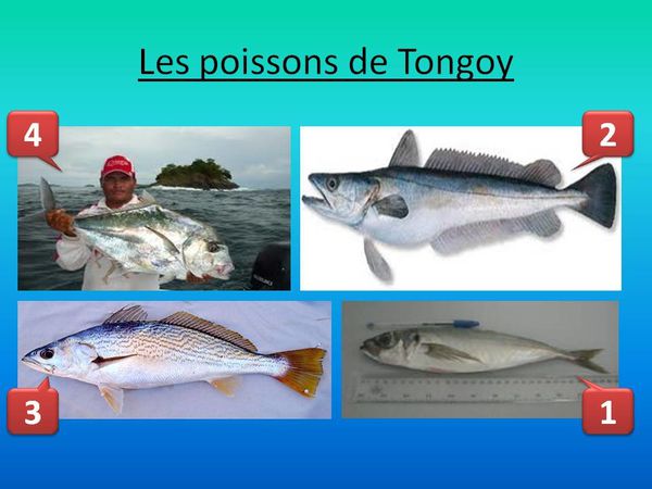 Les poissons de Tongoy
