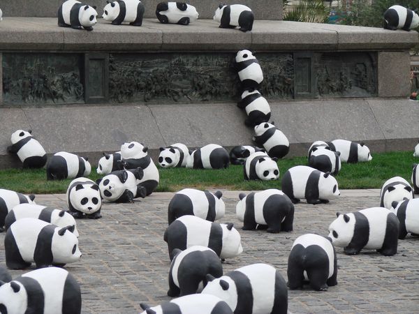 Pandas à Orléans 005