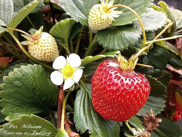 fraises-copie-1.jpg