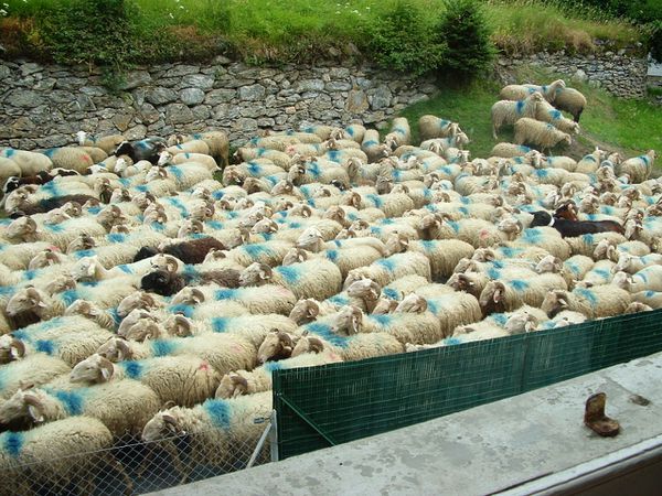rassemblement-des-moutons-pour-la-transhumance