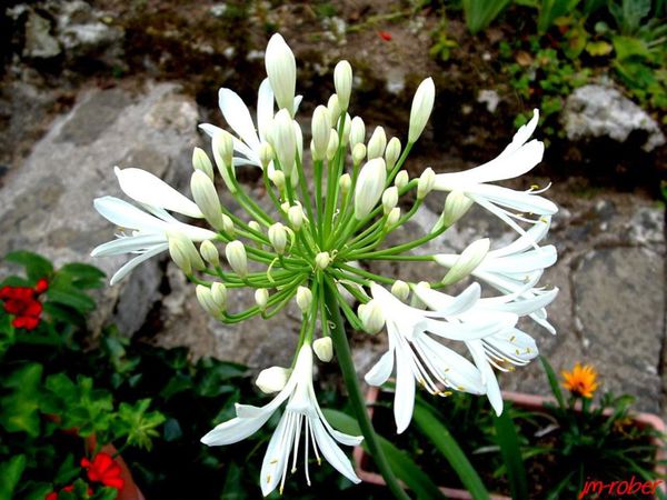 agapanthe blanche