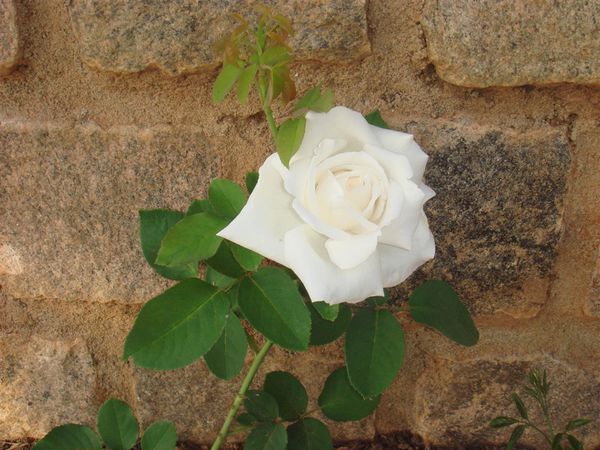 Une-autre-rose-.et-c-etait-la-premiere-sur-le-site-HSA-e.JPG