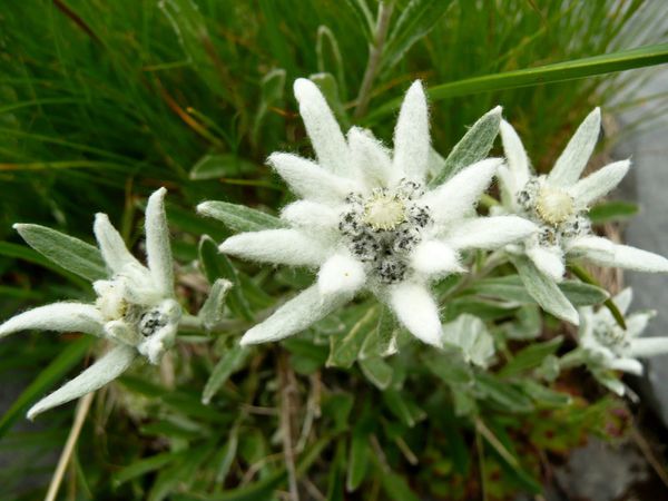 3 Leontopodium alpinum, Edelweiss%[redim]