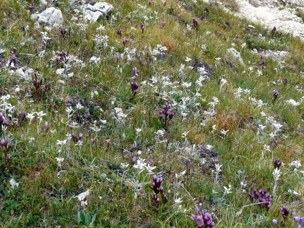Edelweiss et gentiane des Dolomites%[redim]