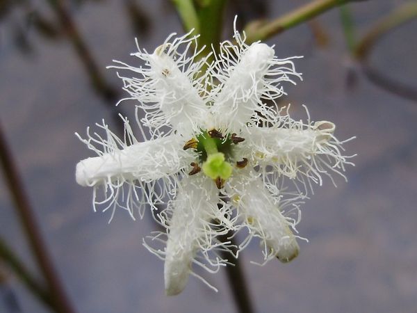 Menyanthes trifoliata