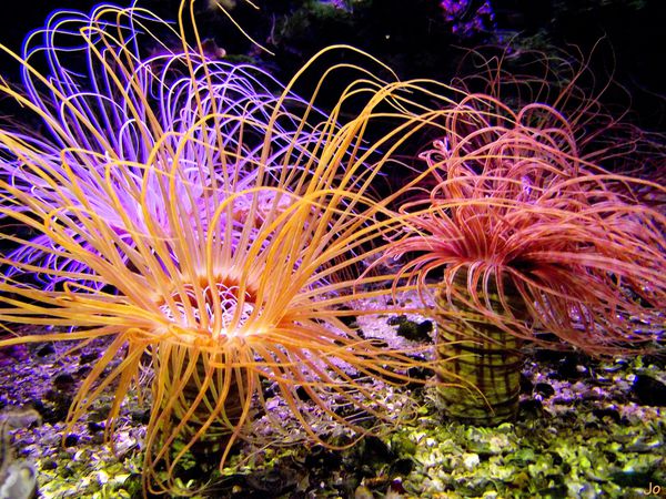 anemones1.jpg
