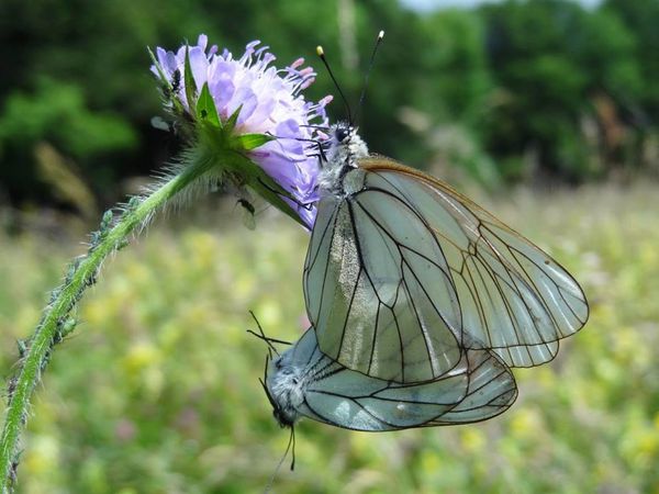 accouplement-papillons.jpg