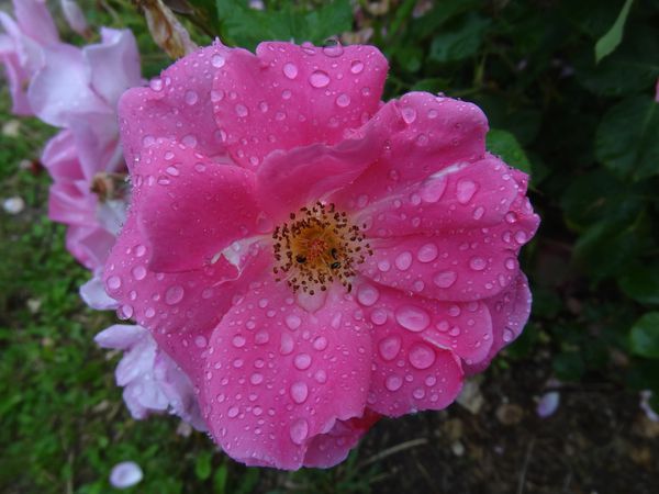 fleur-rose2.JPG