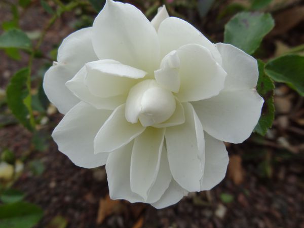 coeur-fleur-blanche2.JPG