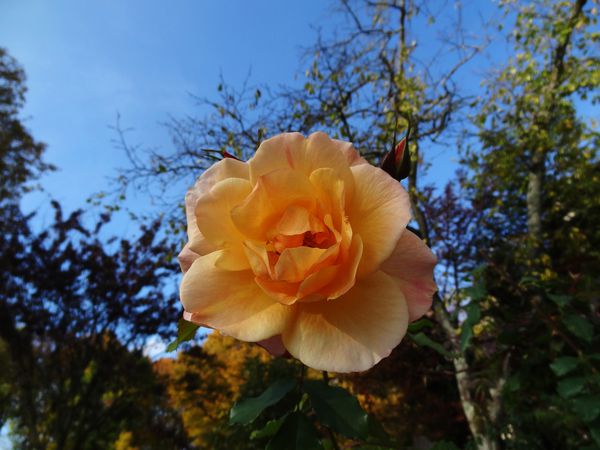 rose-jaune-orangee1.JPG