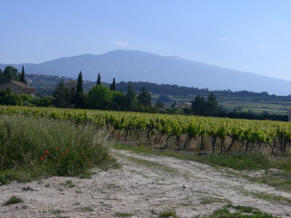 20080522-002 Beaumes de Venise à Mormoiron (Vaucluse)