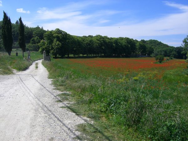 20080522-076 Col de la Chaine (Vaucluse)