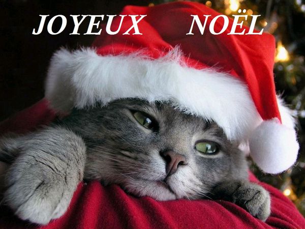 chaton-joyeux-noel.jpg