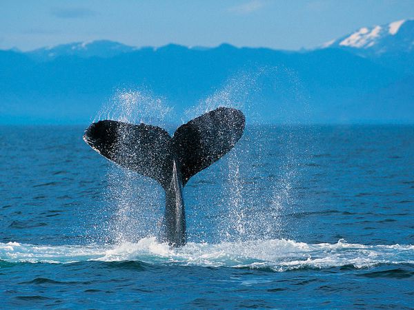 Humpback-Whale.jpg