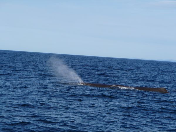 baleine (1)