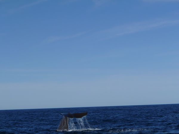 baleine (3)