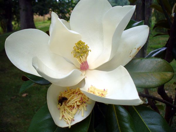 magnolia-dete.jpg