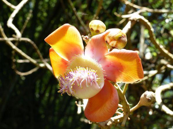 Costa Rica (52) maison orchidee