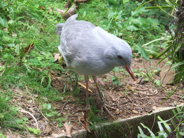 Jour 12 Parc Animalier Forestier Le Cagou (17)