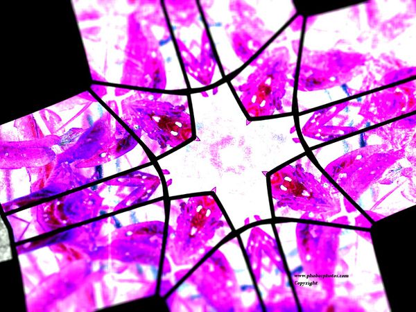 Intersection-rose-jpg-fond-d-ecran-gratuit-pour-ordinateur.JPG