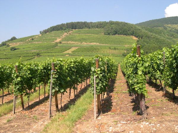 Arbois 10008 VIGNOBLE