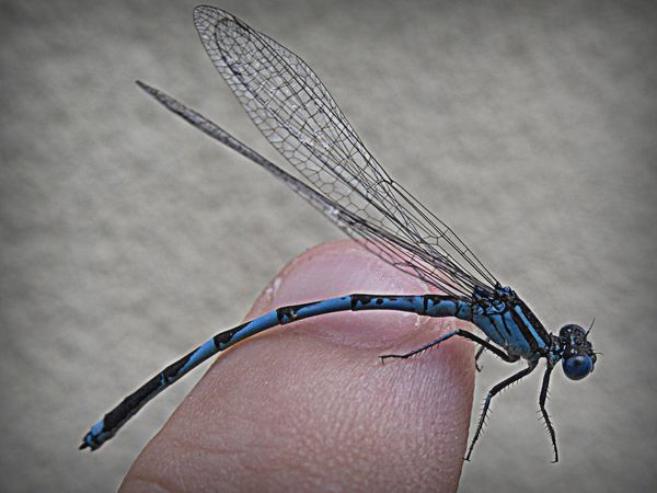 libellule bleue - Aeshnea cyanea-001