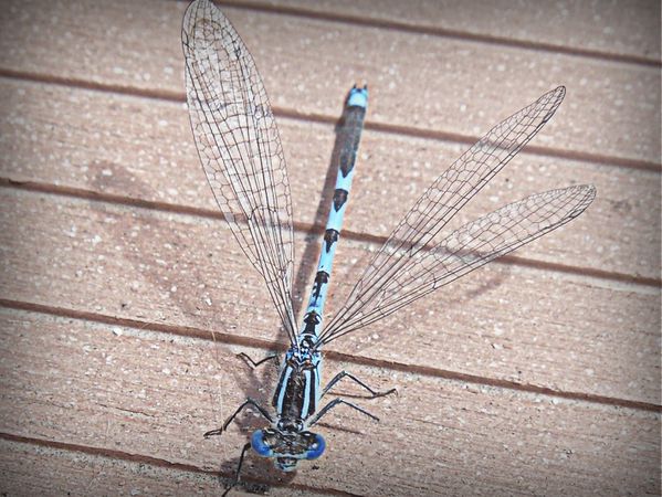 libellule bleue - Aeshnea cyanea-010